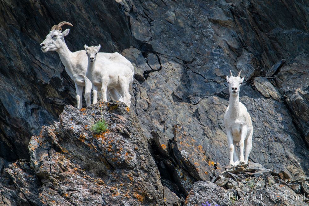 Dall Sheep Photography Art | The Carmel Gallery