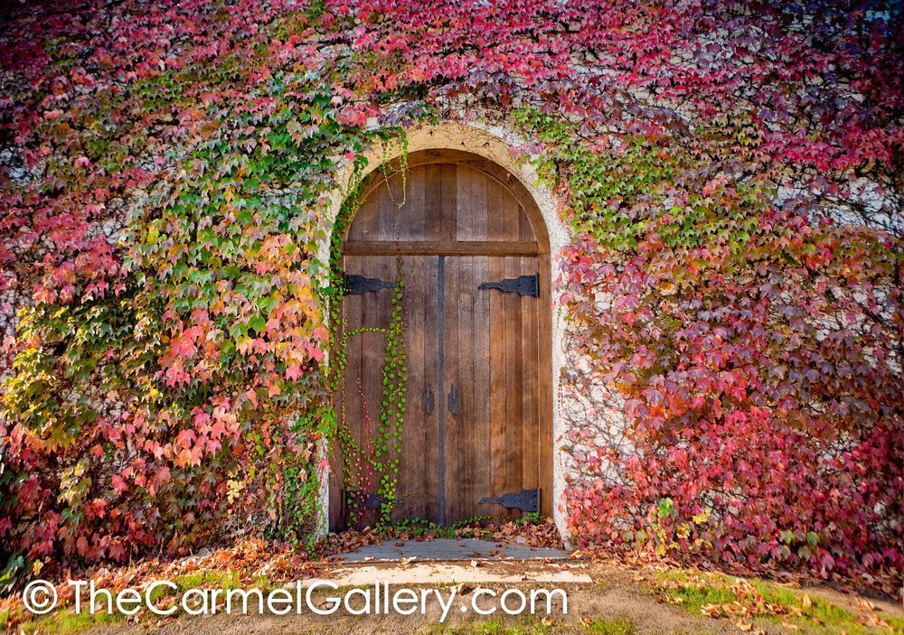 Door With Ivy