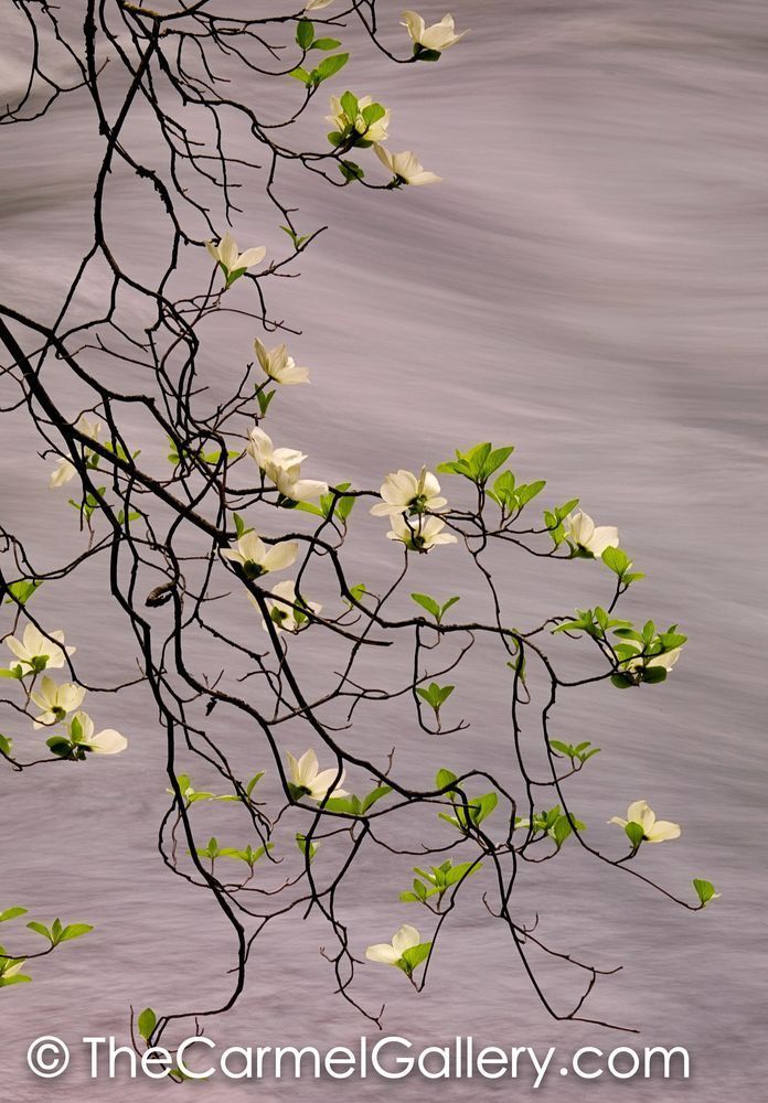 Dogwood's Grace