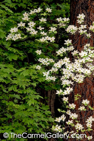 Dogwood in Bloom