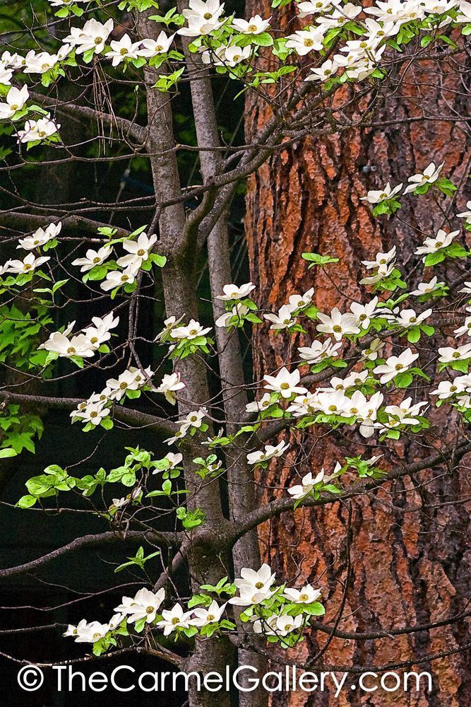 Dogwood and Jeffrey Pine
