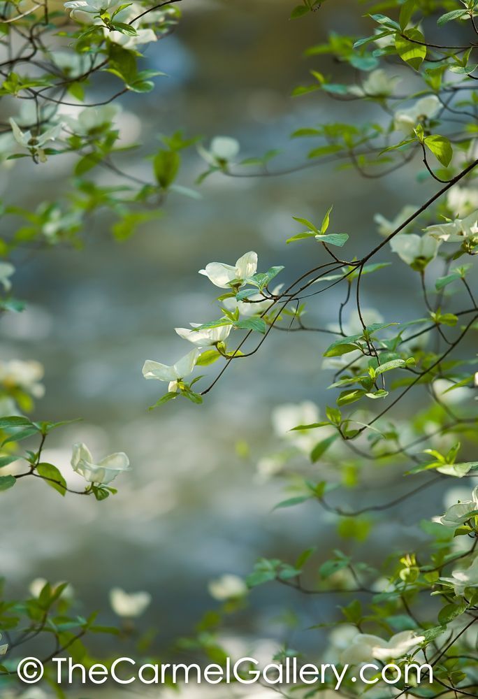 Dogwood Blossoms