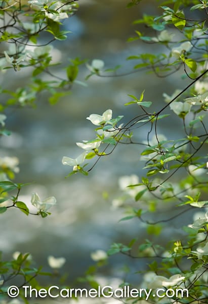 Dogwood Blossoms