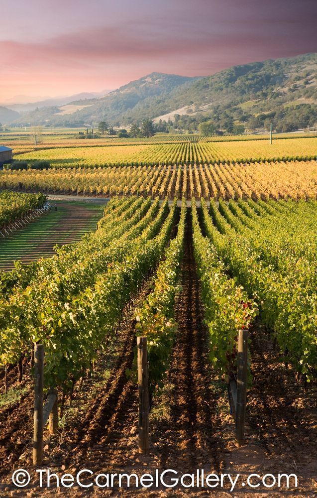Evening in Wine Country