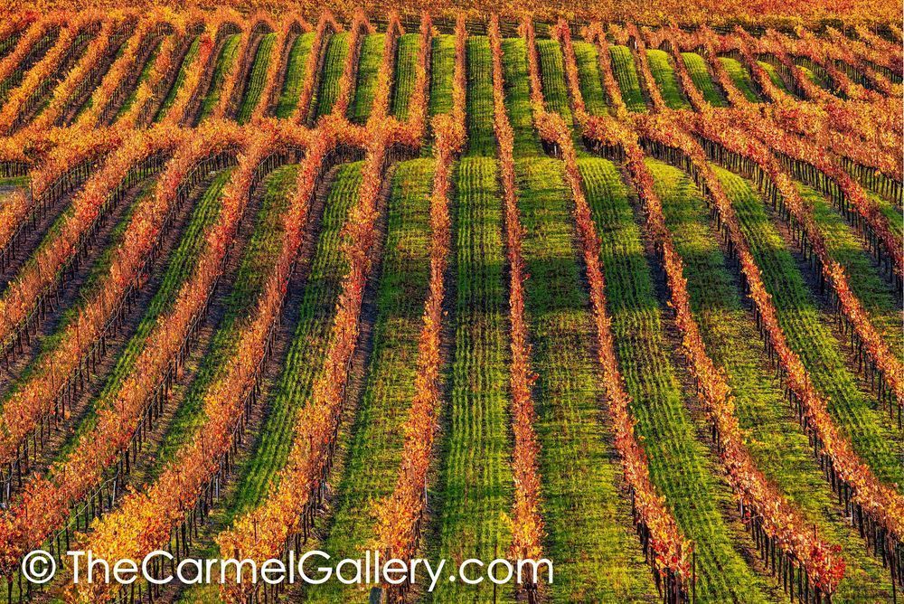 Evening Sun, Napa Valley