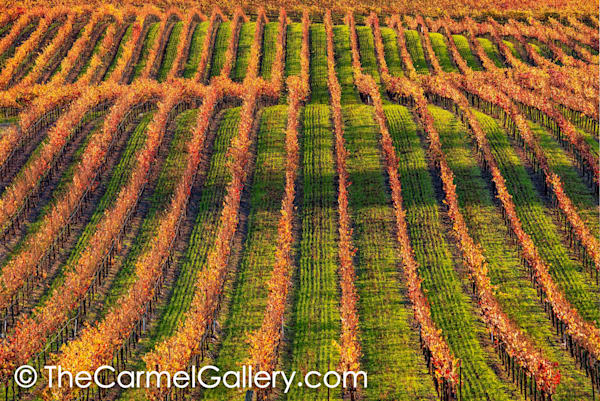 Evening Sun, Napa Valley