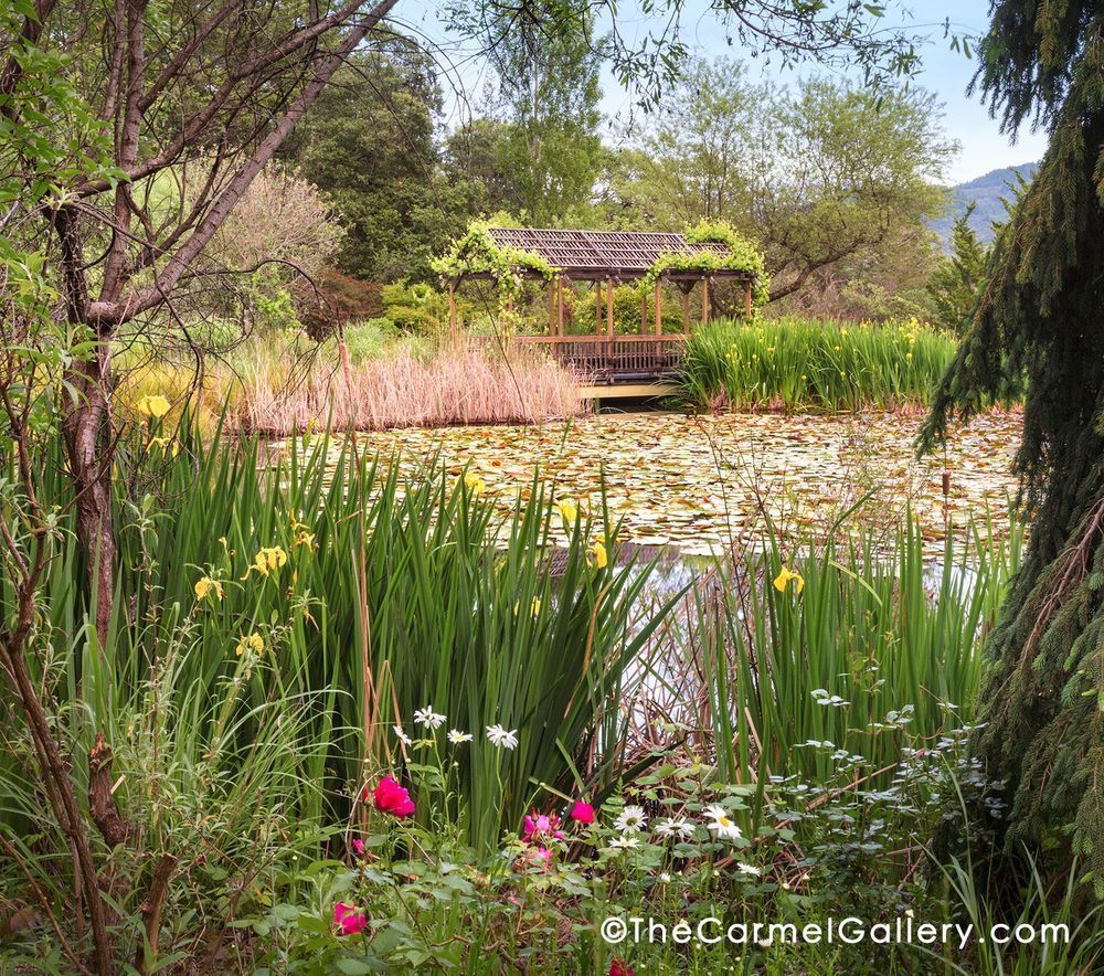 Evening Blossom Hans Fahden Photography Art | The Carmel Gallery
