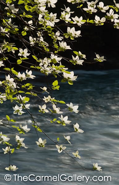 Evening Light on Dogwoods