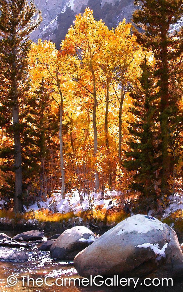 Evening Aspens
