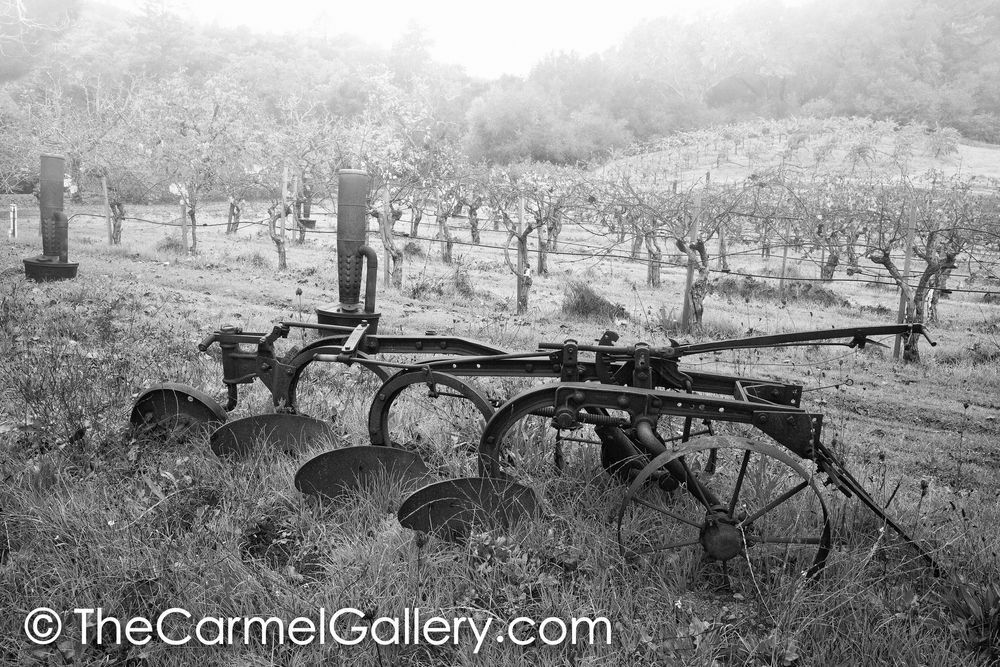 Early Farm Vineyard BW