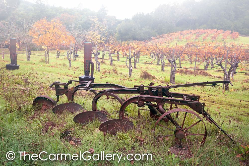 Early Farm Vineyard