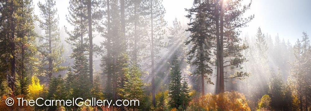 Enchanted Forest