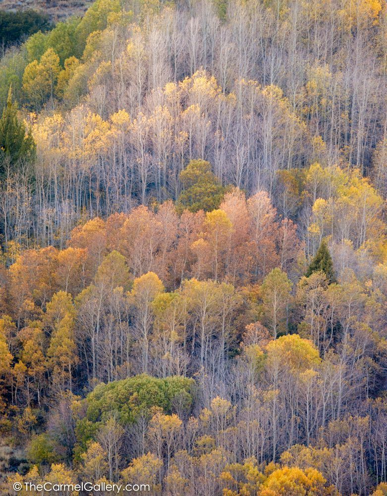 June Lake Aspens
