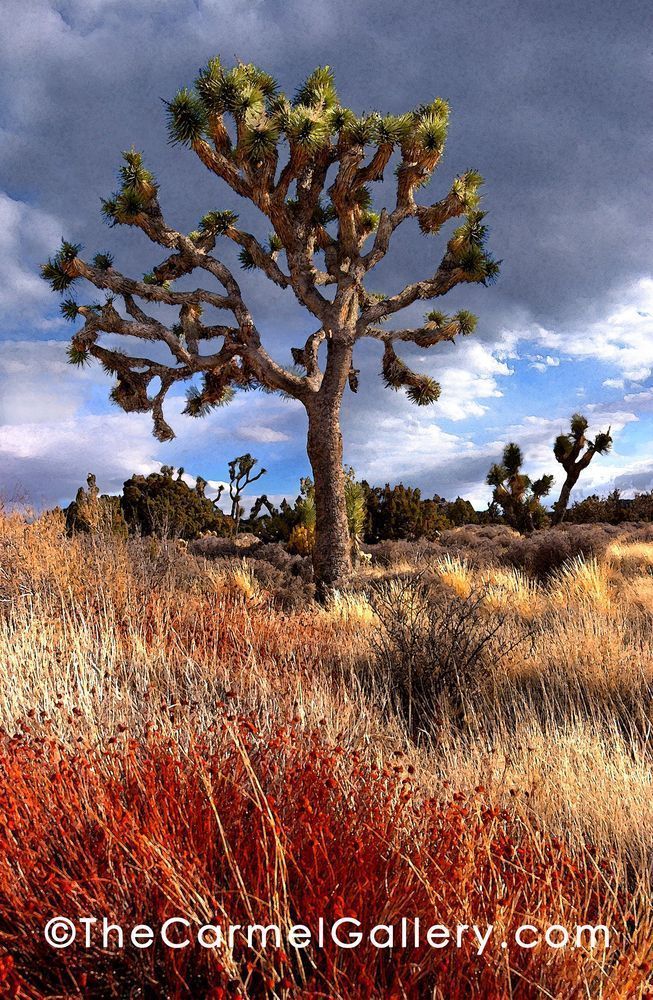 Joshua Tree Photography Art | The Carmel Gallery