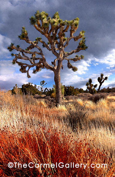 Joshua Tree Photography Art | The Carmel Gallery