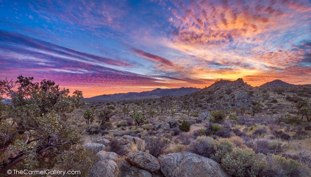 Joshua Tree Sunrise Photography Art | The Carmel Gallery