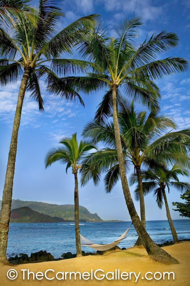 Kauai Palms
