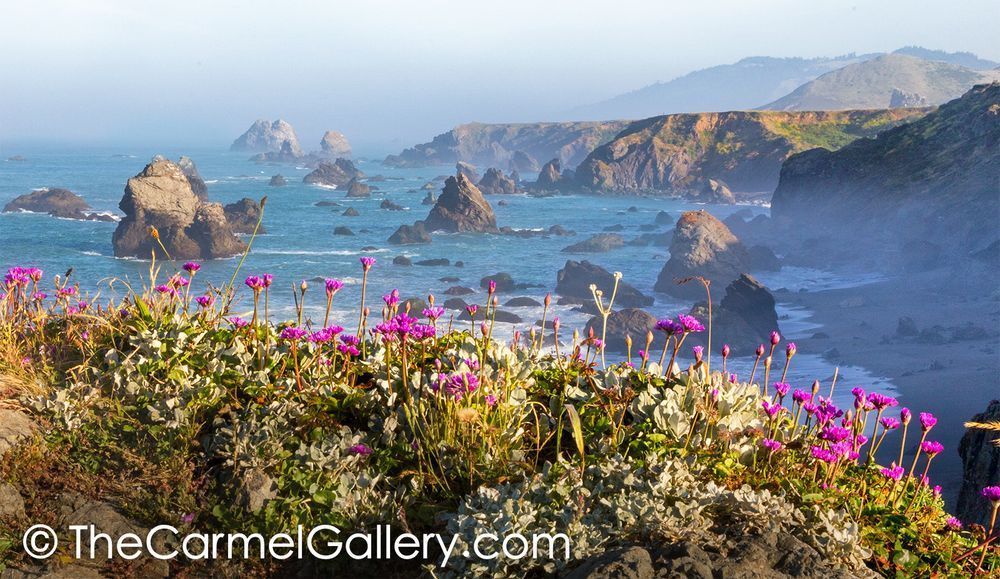 Kortum Bloom, Sonoma Coast Photography Art | The Carmel Gallery