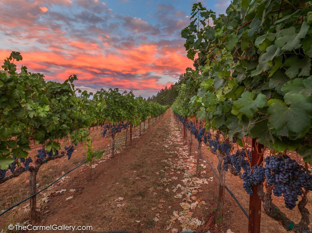 Harvest Sunset Ii Photography Art | The Carmel Gallery