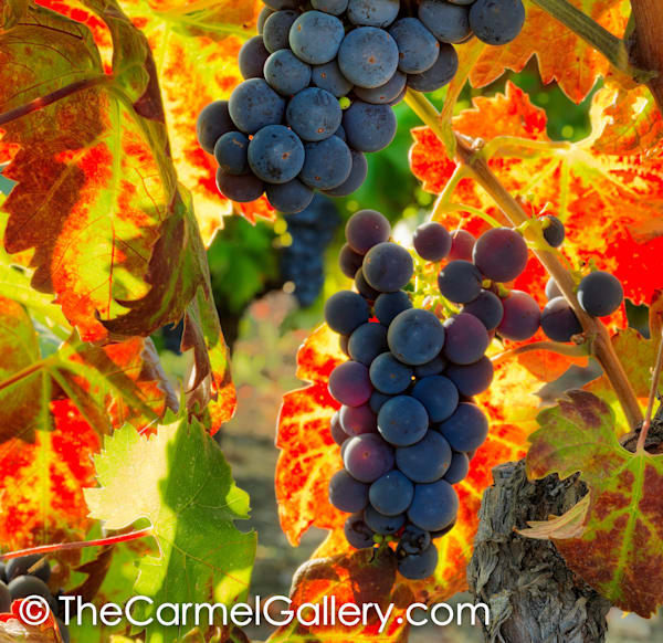 Harvest Season I