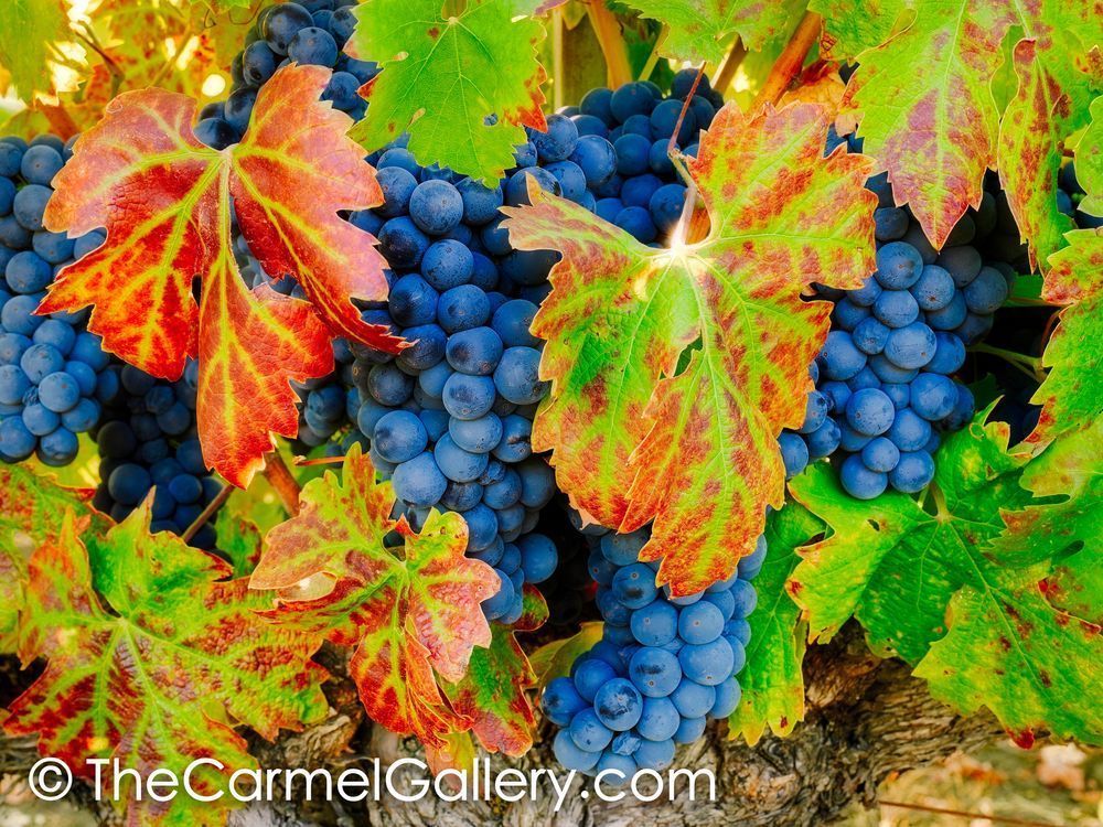 Harvest Season II