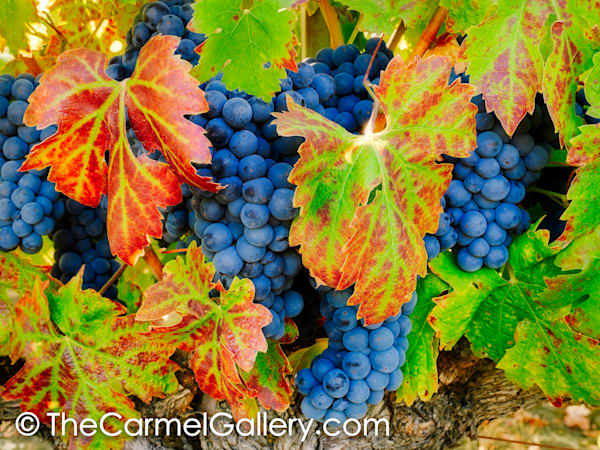 Harvest Season II