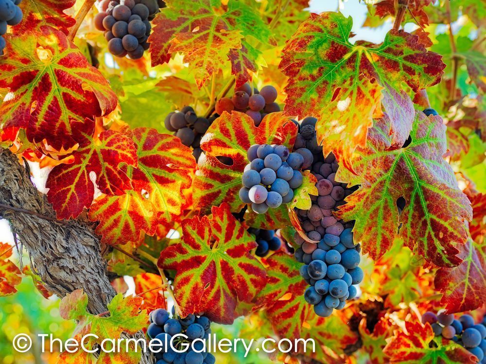 Harvest Season III