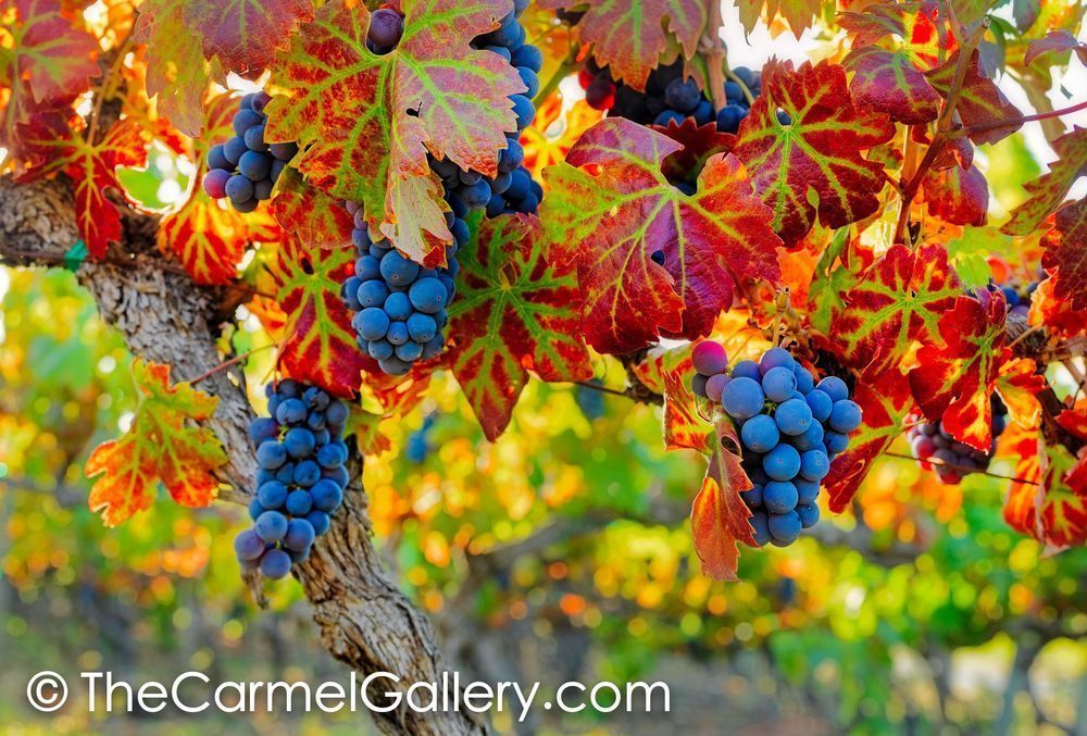 Harvest Season IV