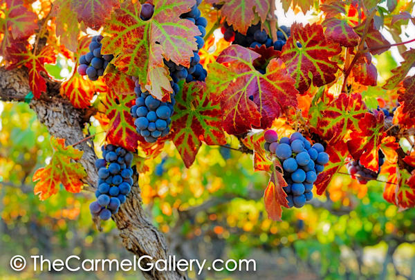 Harvest Season IV