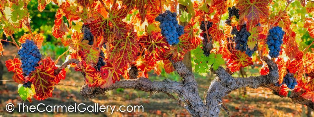 Harvest Season V