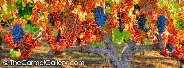 Harvest Season V