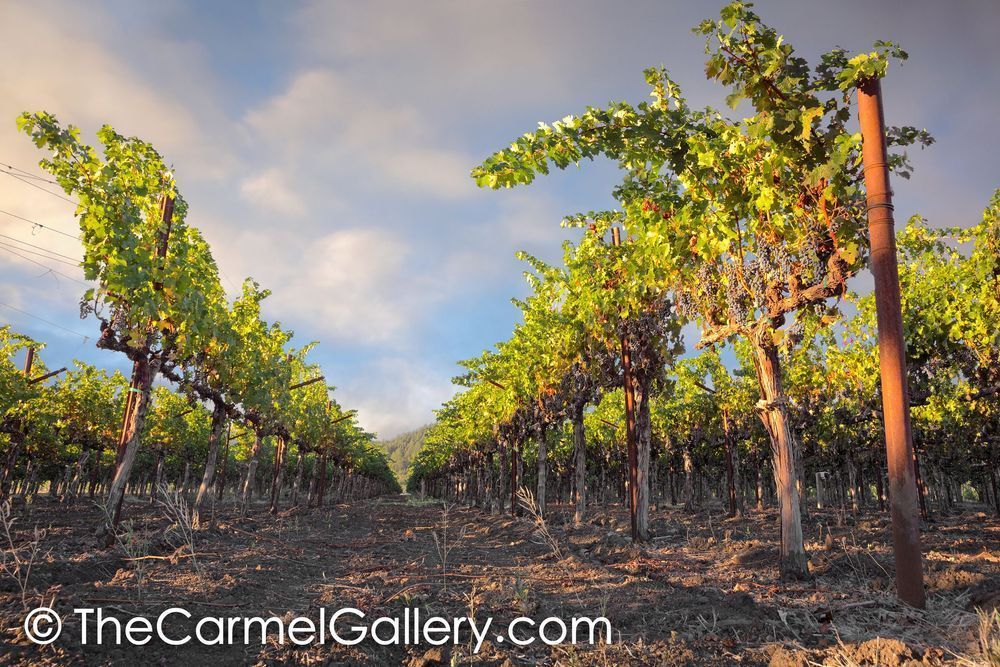 Hanging Vines