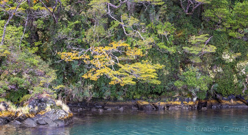 Hanging Garden Photography Art | The Carmel Gallery