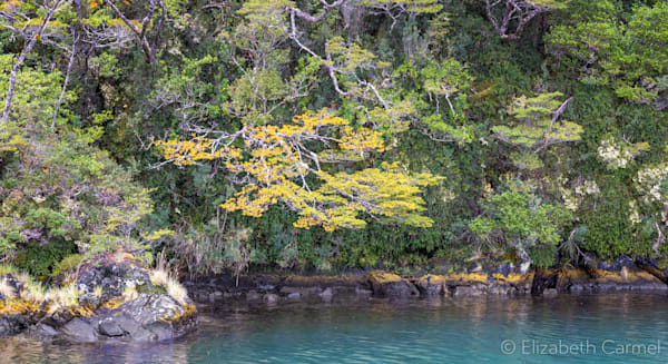 Hanging Garden Photography Art | The Carmel Gallery