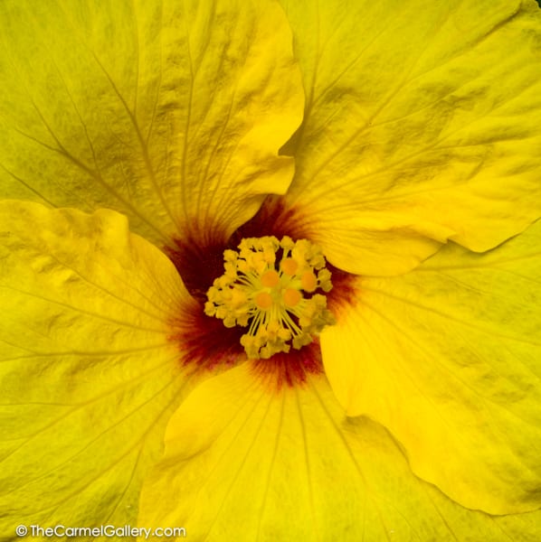 Hibiscus Flower Photo