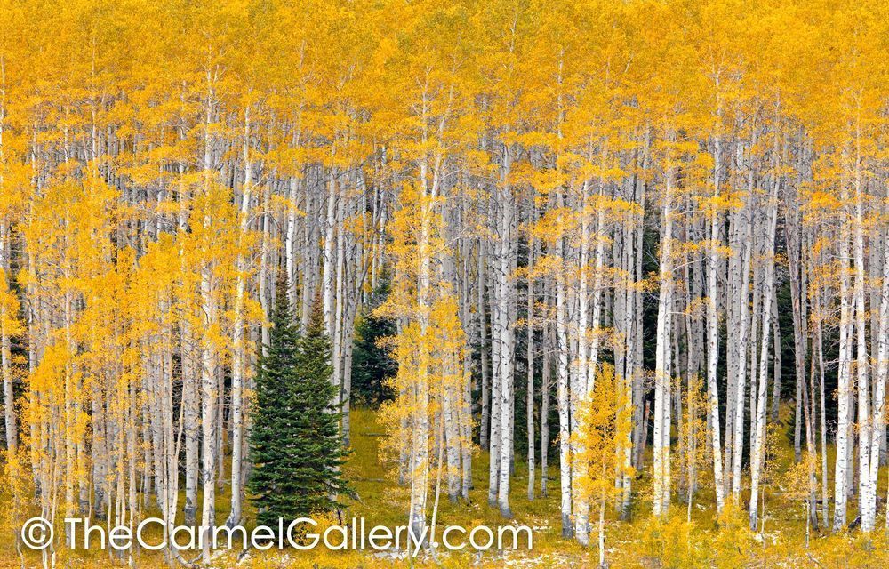 High Country Aspens