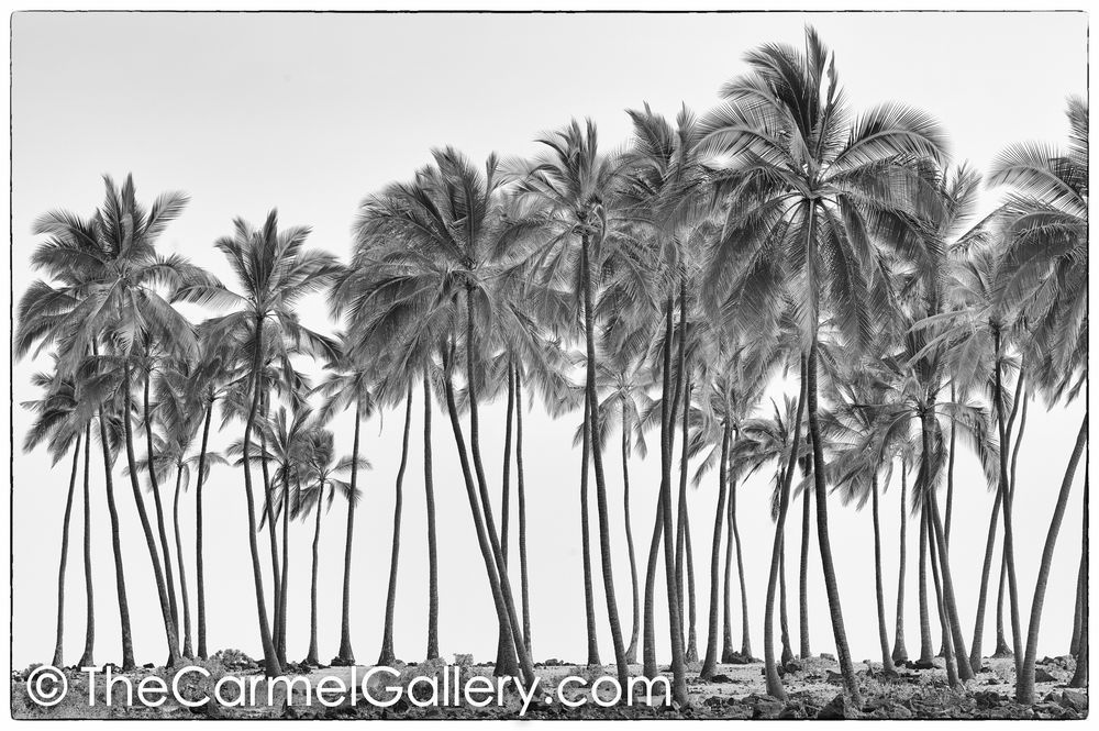 Island Palms