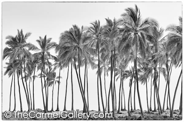Island Palms