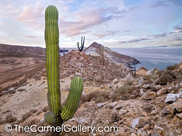Island Colors, Baja