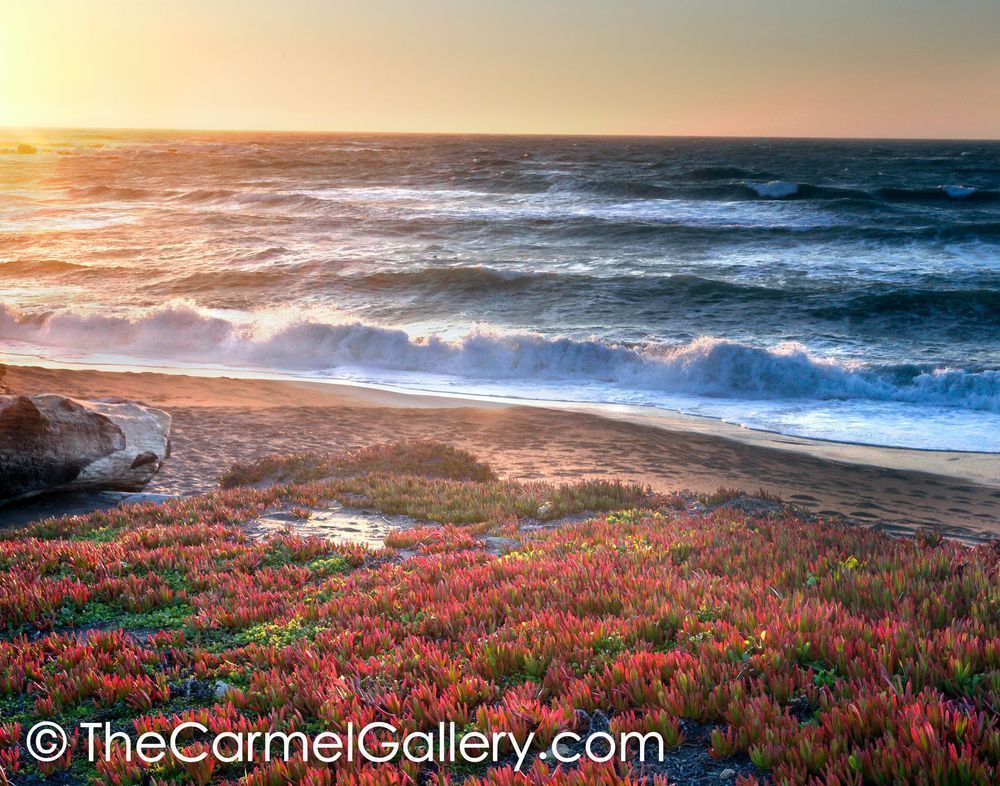 Ice Plant Sunset