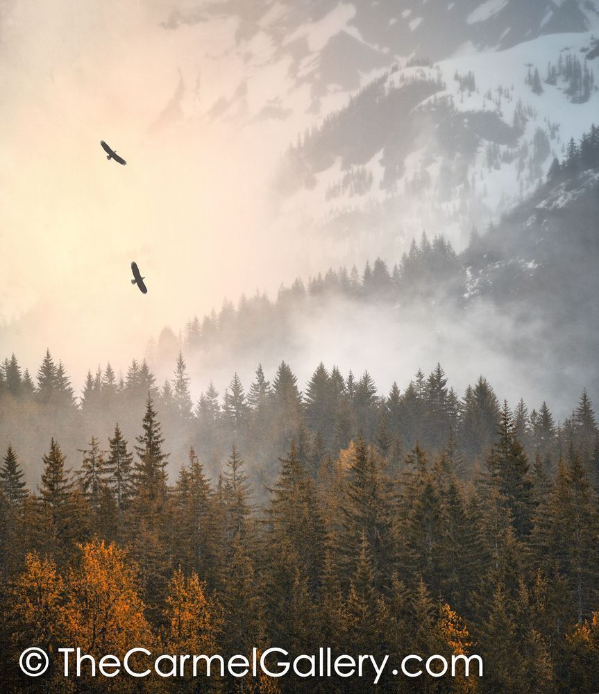 Into the Wild