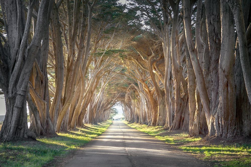 Into The Mystic Photography Art | The Carmel Gallery