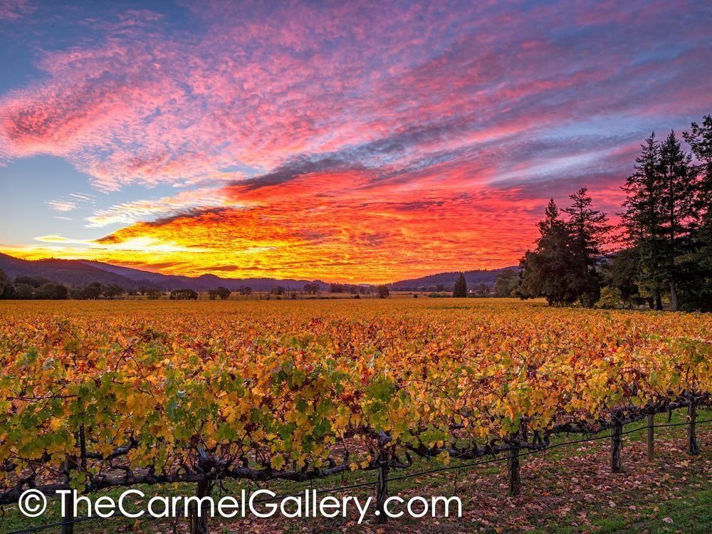 Napa Valley Sunrise