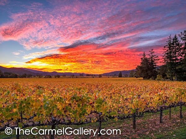 Napa Valley Sunrise