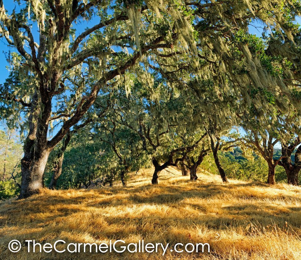 Napa Valley Oaks II