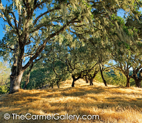 Napa Valley Oaks II