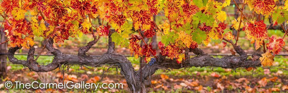 November Vines