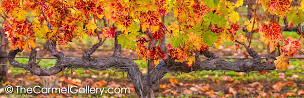 November Vines