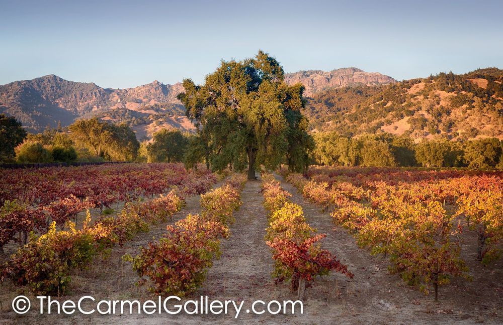 November Evening Calistoga