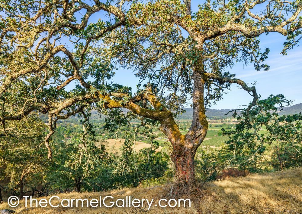 Oat Hill Oak